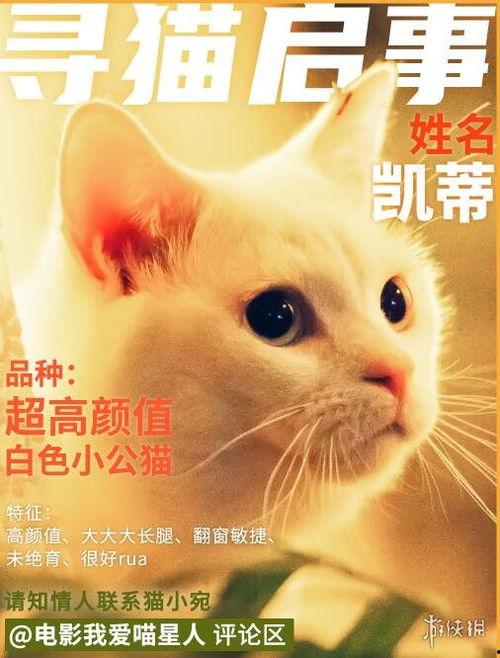 我爱喵星人在线播放,在线播放带你领略猫咪魅力